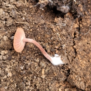 Laccaria sp. at Wereboldera State Conservation Area - 23 Jul 2022