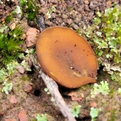 Aleurina ferruginea (Fleshy Cup Fungus) at Tumut, NSW - 23 Jul 2022 by trevorpreston