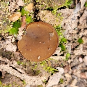 Aleurina ferruginea at Wereboldera State Conservation Area - 23 Jul 2022