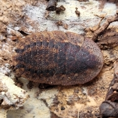 Laxta granicollis (Common bark or trilobite cockroach) at Tumut, NSW - 23 Jul 2022 by trevorpreston