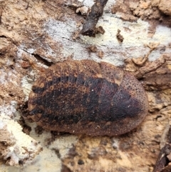 Laxta granicollis at Tumut, NSW - 23 Jul 2022