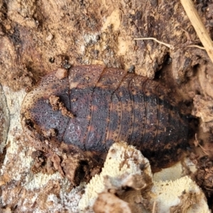 Laxta granicollis at Tumut, NSW - 23 Jul 2022