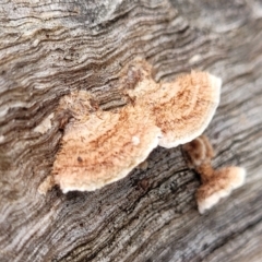 Xylobolus illudens (Purplish Stereum) at Wereboldera State Conservation Area - 23 Jul 2022 by trevorpreston