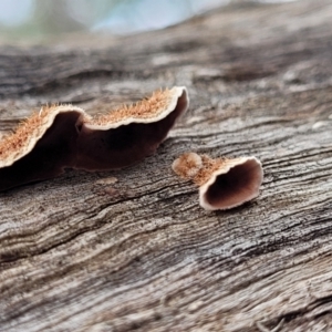 Xylobolus illudens at Tumut, NSW - 23 Jul 2022