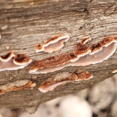 Xylobolus illudens at Tumut, NSW - 23 Jul 2022