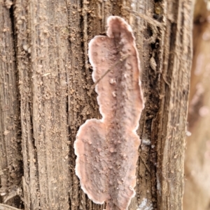 Xylobolus illudens at Tumut, NSW - 23 Jul 2022 01:24 PM