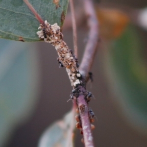 Dolichoderinae (subfamily) at Pialligo, ACT - 23 Jul 2022