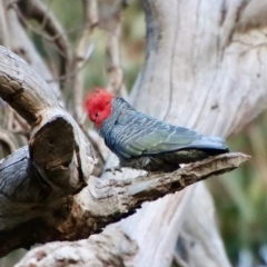 Callocephalon fimbriatum (Gang-gang Cockatoo) at Hughes, ACT - 23 Jul 2022 by LisaH