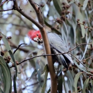 Callocephalon fimbriatum at Hughes, ACT - 23 Jul 2022