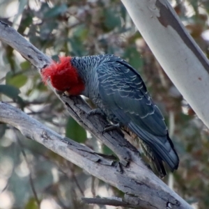 Callocephalon fimbriatum at Hughes, ACT - suppressed