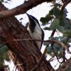 Entomyzon cyanotis at Deakin, ACT - 23 Jul 2022 05:26 PM