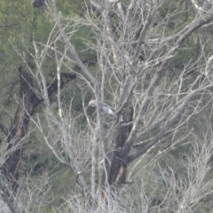 Strepera versicolor at Burra, NSW - 23 Jul 2022