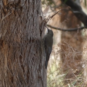 Cormobates leucophaea at Burra, NSW - 23 Jul 2022 01:40 PM