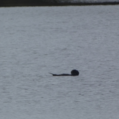 Biziura lobata (Musk Duck) at Burra, NSW - 23 Jul 2022 by Steve_Bok