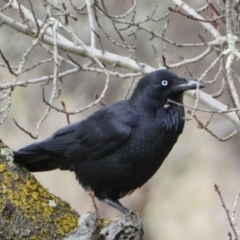 Corvus coronoides (Australian Raven) at Googong Foreshore - 23 Jul 2022 by SteveBorkowskis