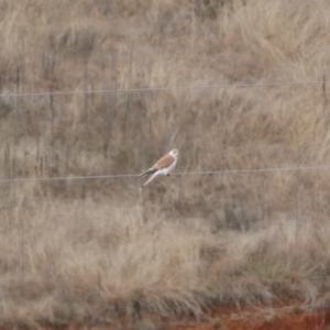 Falco cenchroides at Burra, NSW - 23 Jul 2022