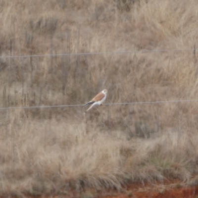 Falco cenchroides (Nankeen Kestrel) at Burra, NSW - 23 Jul 2022 by SteveBorkowskis