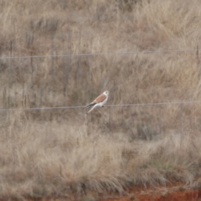 Falco cenchroides (Nankeen Kestrel) at Burra, NSW - 23 Jul 2022 by Steve_Bok