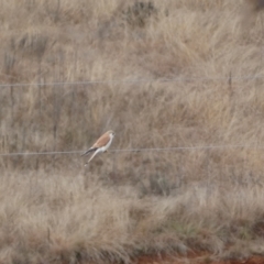 Falco cenchroides at Burra, NSW - 23 Jul 2022