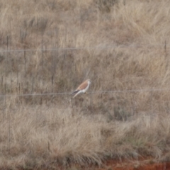 Falco cenchroides at Burra, NSW - 23 Jul 2022