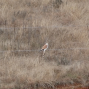 Falco cenchroides at Burra, NSW - 23 Jul 2022