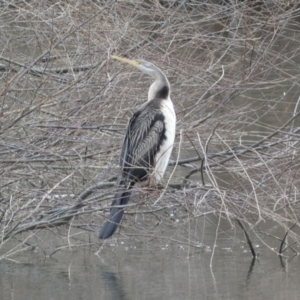 Anhinga novaehollandiae at Googong, NSW - 23 Jul 2022