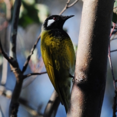 Nesoptilotis leucotis (White-eared Honeyeater) at Stromlo, ACT - 18 Jul 2022 by Harrisi