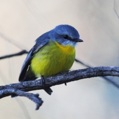 Eopsaltria australis (Eastern Yellow Robin) at Stromlo, ACT - 14 Jul 2022 by Harrisi