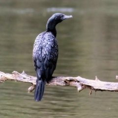 Phalacrocorax sulcirostris (Little Black Cormorant) at Splitters Creek, NSW - 23 Jul 2022 by KylieWaldon