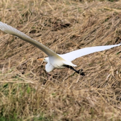 Ardea alba (Great Egret) at Splitters Creek, NSW - 23 Jul 2022 by KylieWaldon