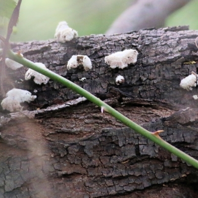 Schizophyllum commune (Split Gill Fungus) at Splitters Creek, NSW - 23 Jul 2022 by KylieWaldon