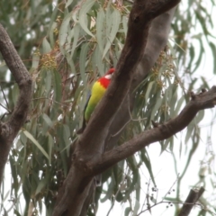 Platycercus eximius (Eastern Rosella) at Splitters Creek, NSW - 23 Jul 2022 by KylieWaldon