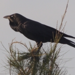 Corvus coronoides (Australian Raven) at Coombs Ponds - 22 Mar 2022 by michaelb