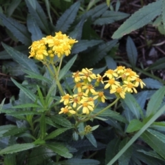 Senecio linearifolius (Fireweed Groundsel, Fireweed) at Merimbula, NSW - 18 Jul 2020 by michaelb