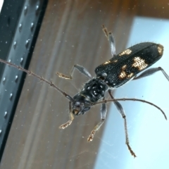 Coptocercus pedator (A longhorn beetle) at Ainslie, ACT - 1 Jan 2022 by jb2602
