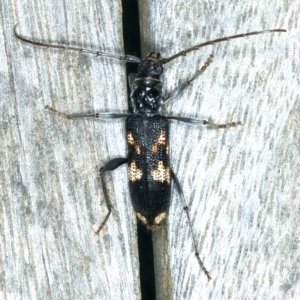 Coptocercus pedator at Ainslie, ACT - 1 Jan 2022 10:58 PM