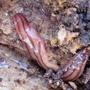 Anzoplana trilineata at Tumut, NSW - 24 Jul 2022