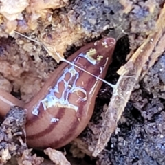 Anzoplana trilineata at Tumut, NSW - 24 Jul 2022