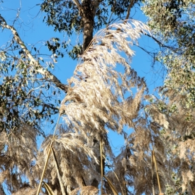 Phragmites australis (Common Reed) at Tumut, NSW - 24 Jul 2022 by trevorpreston