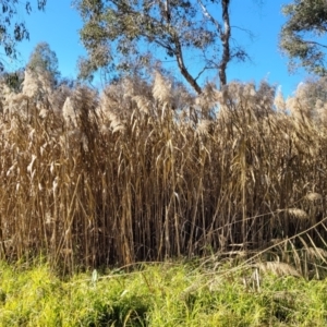 Phragmites australis at Tumut, NSW - 24 Jul 2022