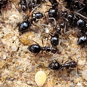 Technomyrmex sp. (genus) at Tumut, NSW - 24 Jul 2022 11:02 AM