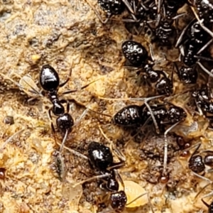 Technomyrmex sp. (genus) at Tumut, NSW - 24 Jul 2022 11:02 AM