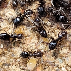 Technomyrmex sp. (genus) at Tumut, NSW - 24 Jul 2022 11:02 AM