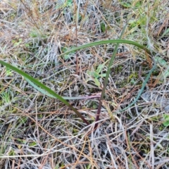 Thelymitra sp. (A Sun Orchid) at Isaacs, ACT - 24 Jul 2022 by Mike