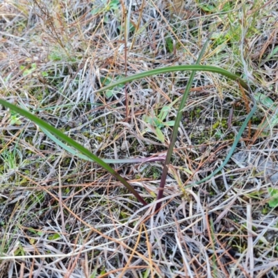 Thelymitra (genus) (sun orchids) at Isaacs, ACT - 24 Jul 2022 by Mike