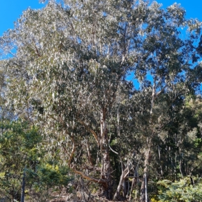 Eucalyptus globulus subsp. bicostata (Southern Blue Gum, Eurabbie) at Isaacs Ridge - 24 Jul 2022 by Mike