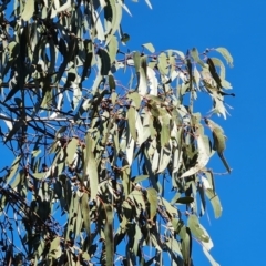 Eucalyptus globulus subsp. bicostata at Isaacs Ridge and Nearby - 24 Jul 2022 12:40 PM