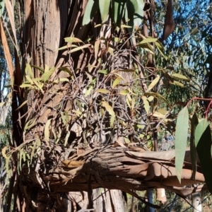 Muellerina eucalyptoides at Isaacs, ACT - 24 Jul 2022