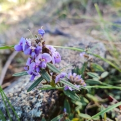 Hovea heterophylla (Common Hovea) at Isaacs Ridge - 24 Jul 2022 by Mike