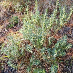 Melichrus urceolatus at Isaacs, ACT - 24 Jul 2022